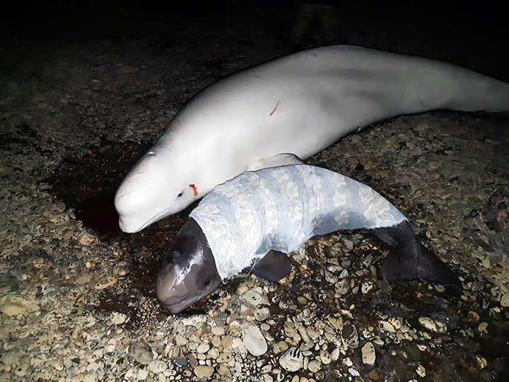 Hero inspector saved two adult beluga whales and their crying stranded on the beach 