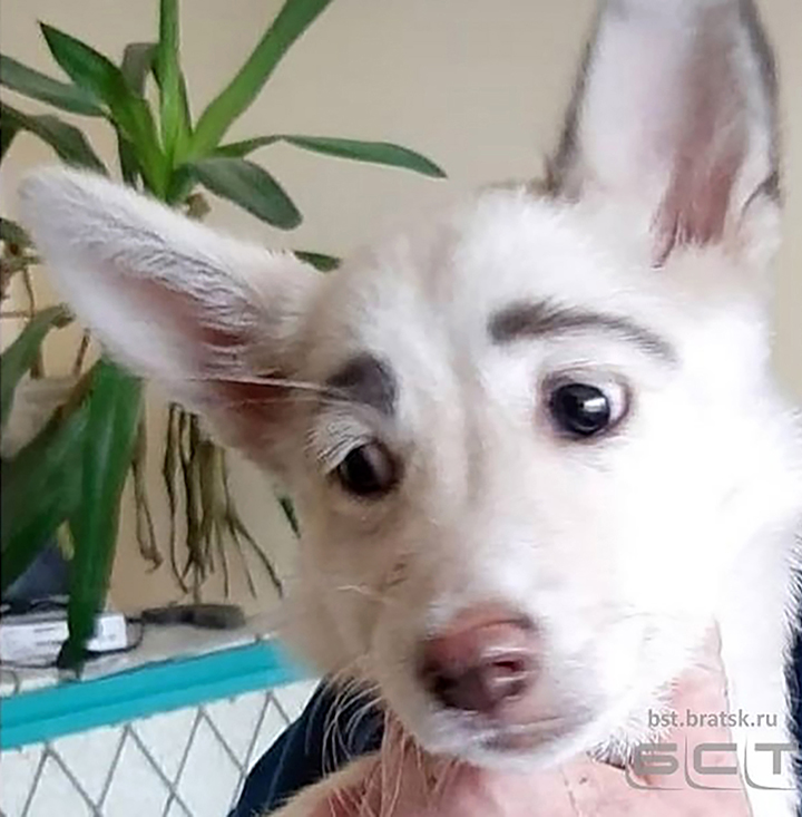 Stray dog from Bratsk finds home and fame thanks to impressive eye-brows