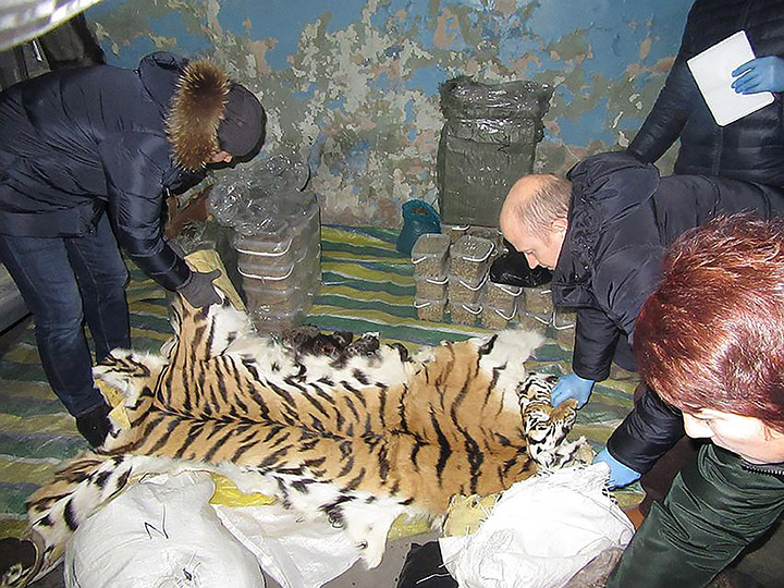 Biggest-ever smuggling operation of tiger and bear body parts foiled close to Chinese border