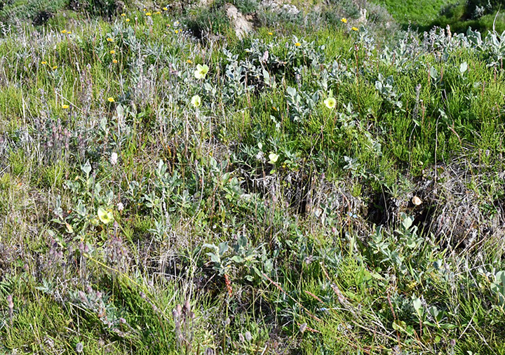 Poppies, dandelions and daisies bloom in never before seen Arctic oases