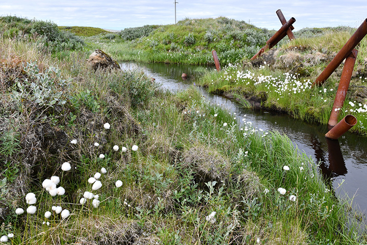 Poppies, dandelions and daisies bloom in never before seen Arctic oases