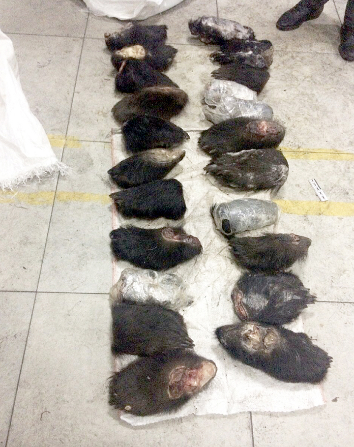 468 brown bear paws and 37 elk lips were found packed into 32 bags 