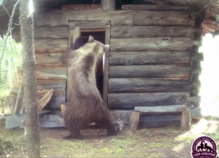 A brown bear steals a newspaper from rangers' hut