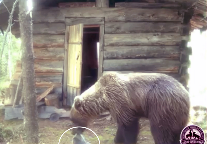 A brown bear steals a newspaper from rangers' hut