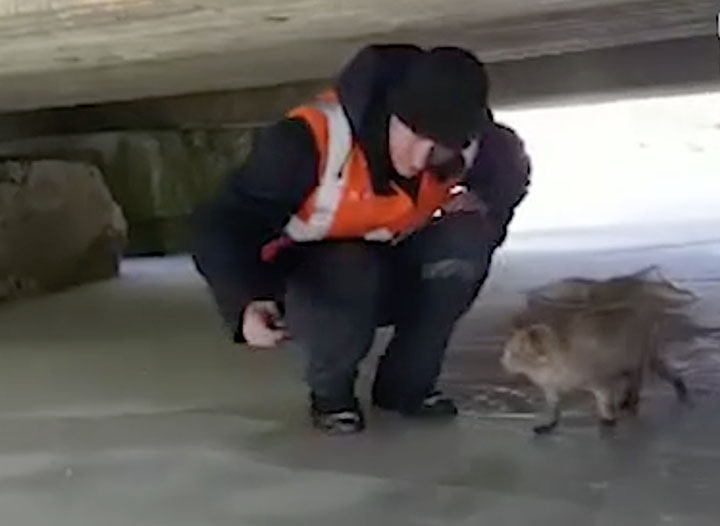 Abandoned cat rescued after being left to die on frozen river