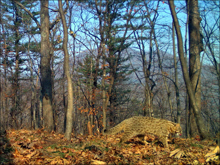 Amur Leopard Cat