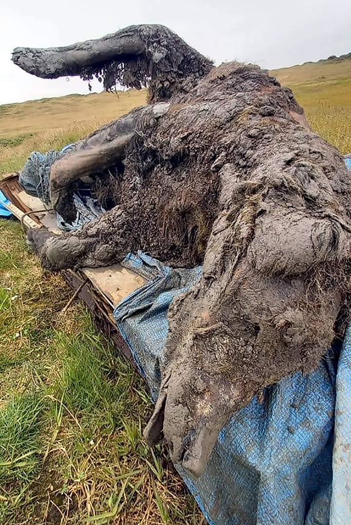 First Ever Preserved Grown Up Cave Bear Even Its Nose Is Intact   St3 