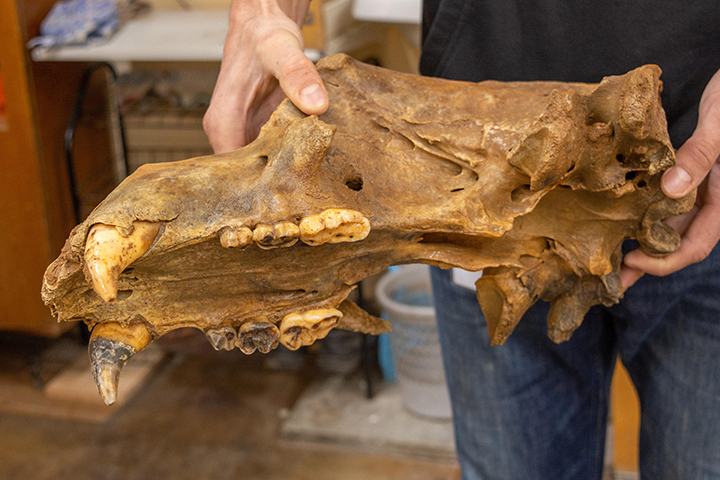 A graveyard of extinct cave bears dating from more than 50,000 years ago has been found in a grotto where humans never trod