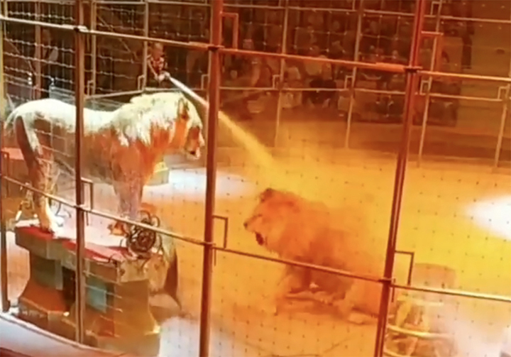 Panic as three male lions fight midway through circus show in Yekaterinburg circus 