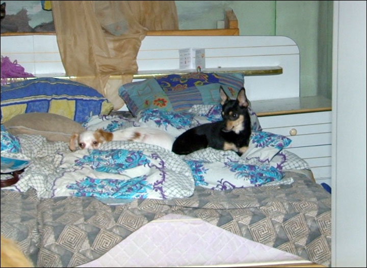 Dogs on the bed