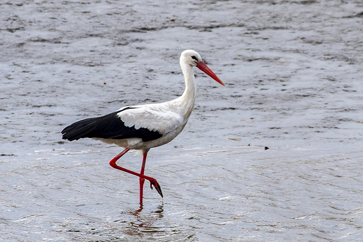 Wildlife sat-nav goes awry as White Stork and Flamingo defy nature and fly to Siberia in winter