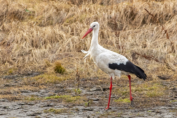Wildlife sat-nav goes awry as White Stork and Flamingo defy nature and fly to Siberia in winter