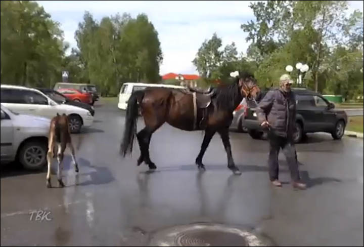 Crazy horse in Kolpashevo