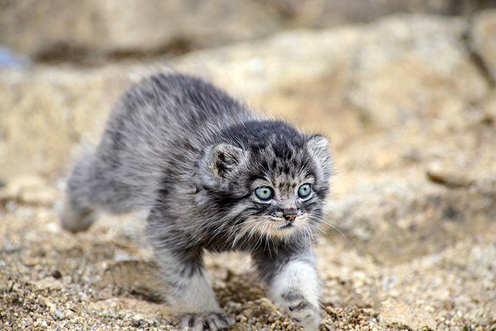 Scientists challenge nature by adopting an endangered orphan kitten, aiming to release her into the wild. 