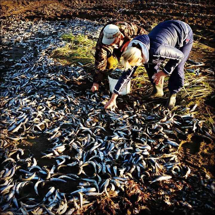 Dead fish on Sakhalin