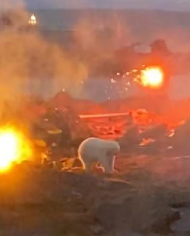 Worries for a lone polar bear cub that walked to people in the remote Arctic port of Dikson