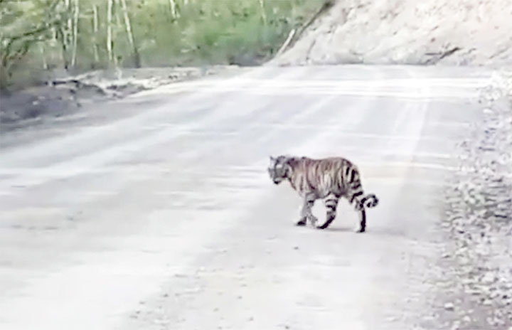No lunch today! Rescued Amur tigress cub flips in the air and thuds on her back as she misses prey 
