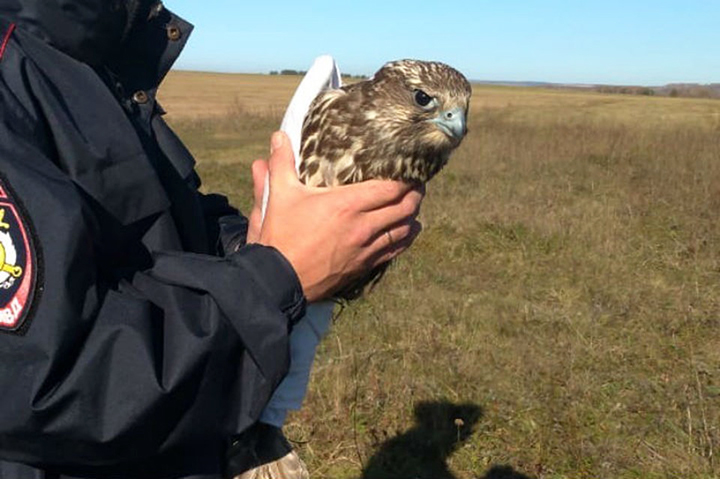Red Book saker falcon wounded by poachers gets wings extensions so it can fly again