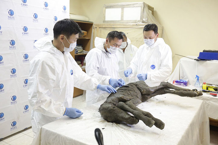 Perfectly-preserved ancient foal is shown to the world for the first time