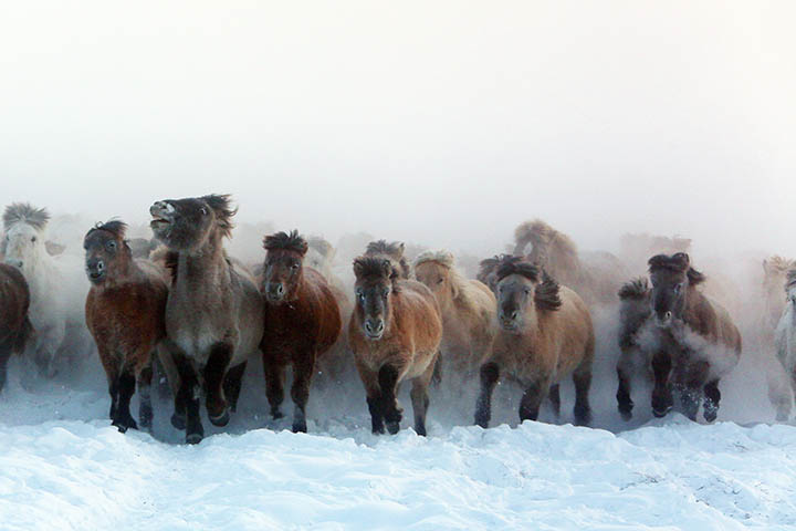 Yakut horses in the cold