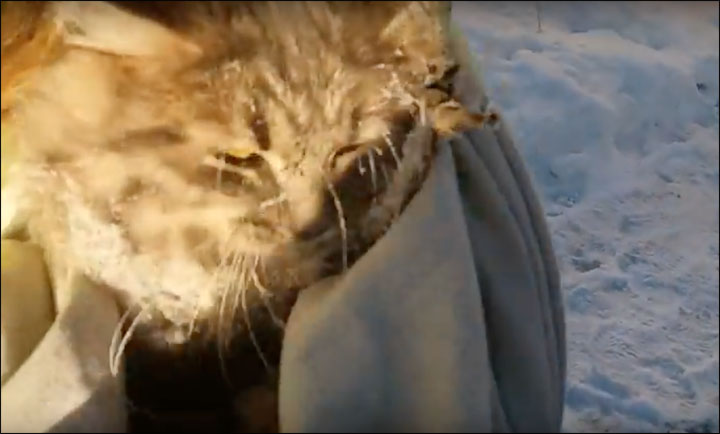 frozen cat rescue Russia