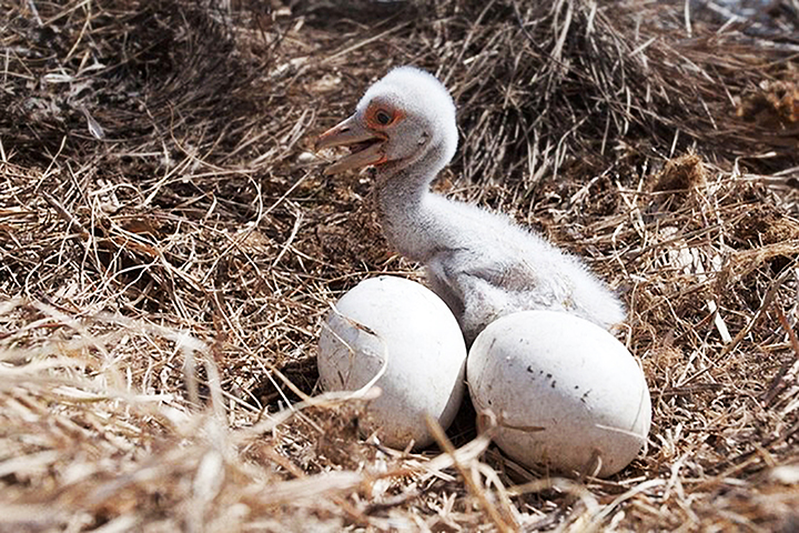 Hero father stork protects nest full of eggs as wildfire threatens his life