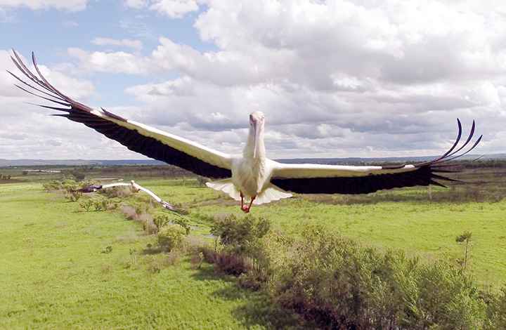 Hero father stork protects nest full of eggs as wildfire threatens his life