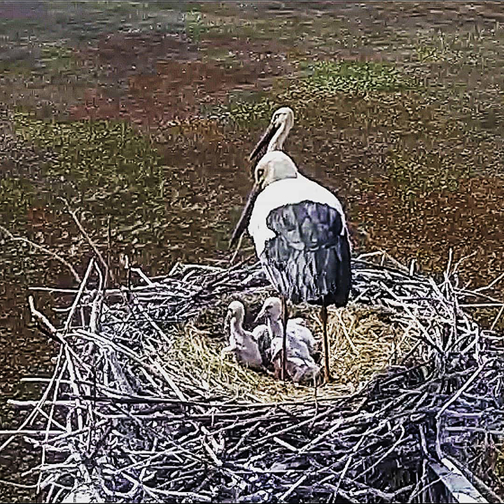 Hero father stork protects nest full of eggs as wildfire threatens his life