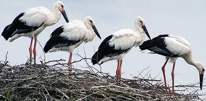 Hero father stork protects nest full of eggs as wildfire threatens his life