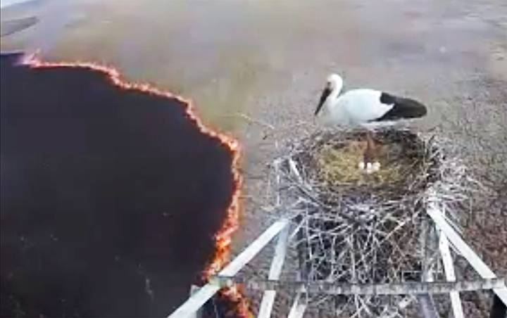 Hero father stork protects nest full of eggs as wildfire threatens his life