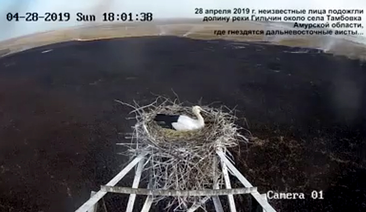 Hero father stork protects nest full of eggs as wildfire threatens his life