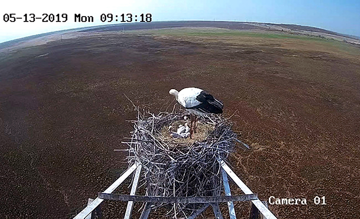 Hero father stork protects nest full of eggs as wildfire threatens his life