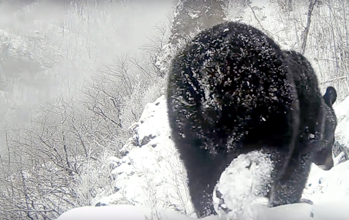 Two Himalayan bear cubs freeze to death after woodcutters wake mother bear