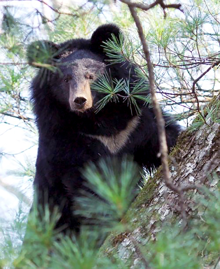 Two Himalayan bear cubs freeze to death after woodcutters wake mother bear