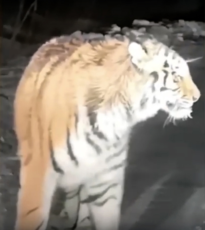 Huge Amur tiger filmed approaching fishermen’s car in the Far East of Russia