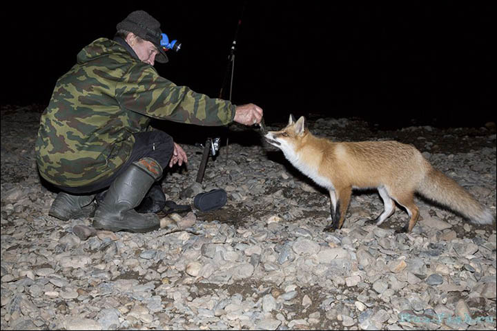 Hungry fox