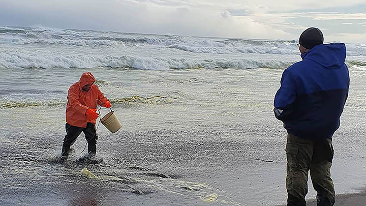 Eco disaster at Kamchatka peninsula with mass death of sea animals at precious Pacific beach 