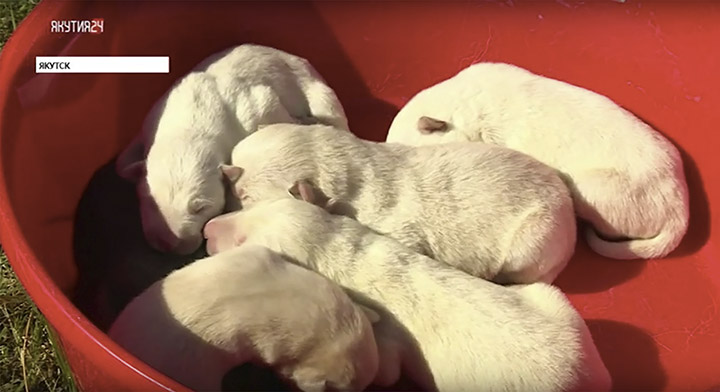 First puppies born in May 2019