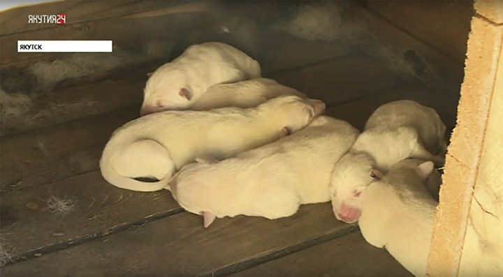 First puppies born in May 2019