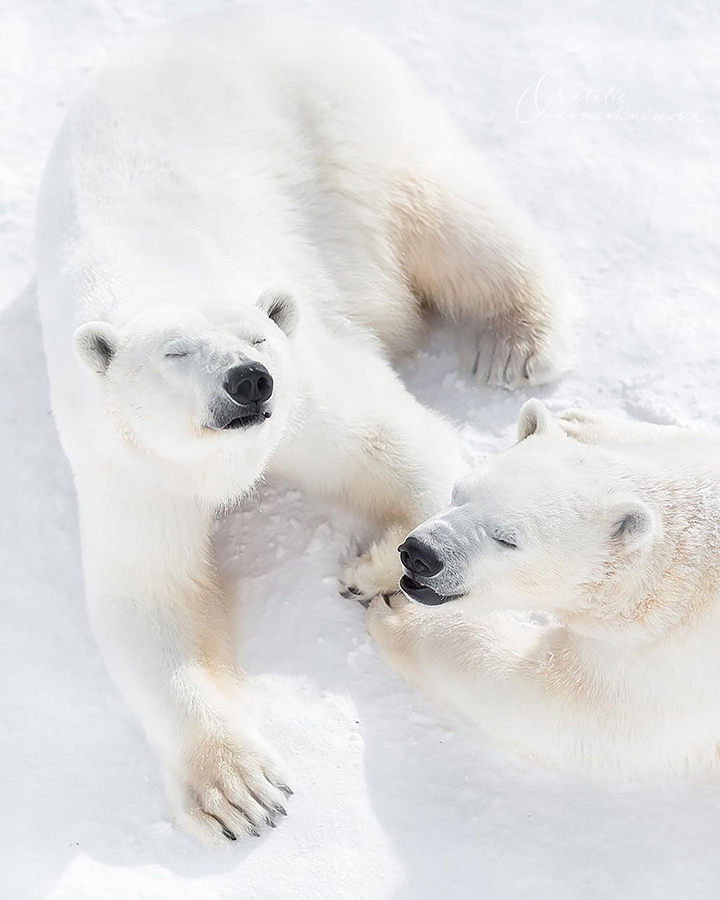 What's so funny on 1 April? Rescued polar bear seen 'laughing' with her cub in heartwarming pictures