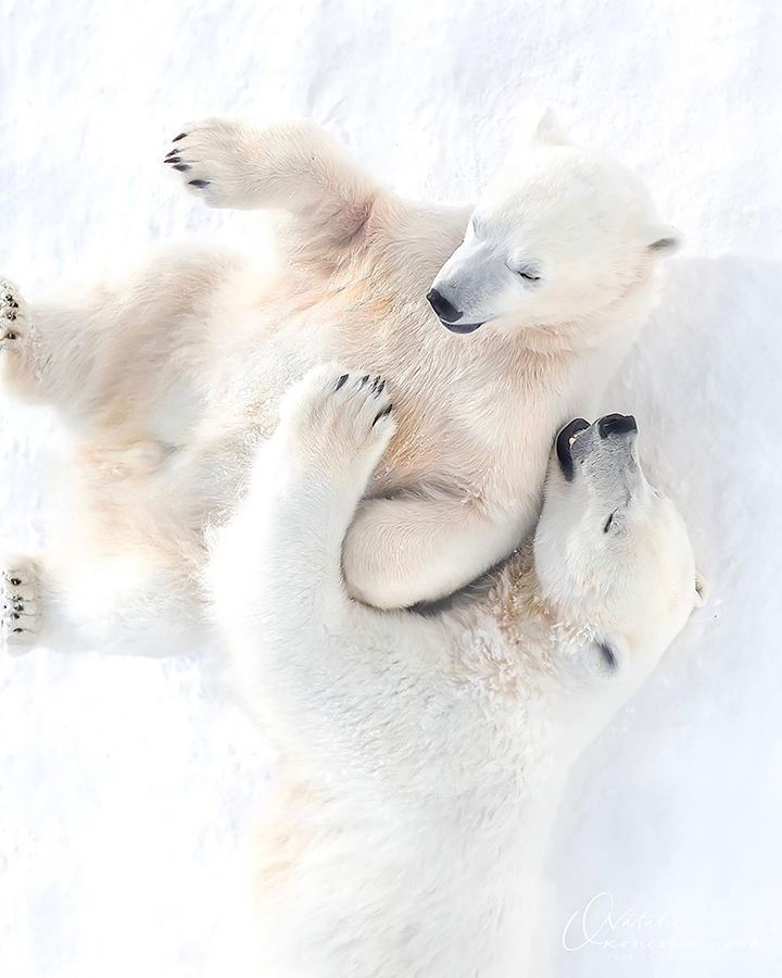 What's so funny on 1 April? Rescued polar bear seen 'laughing' with her cub in heartwarming pictures