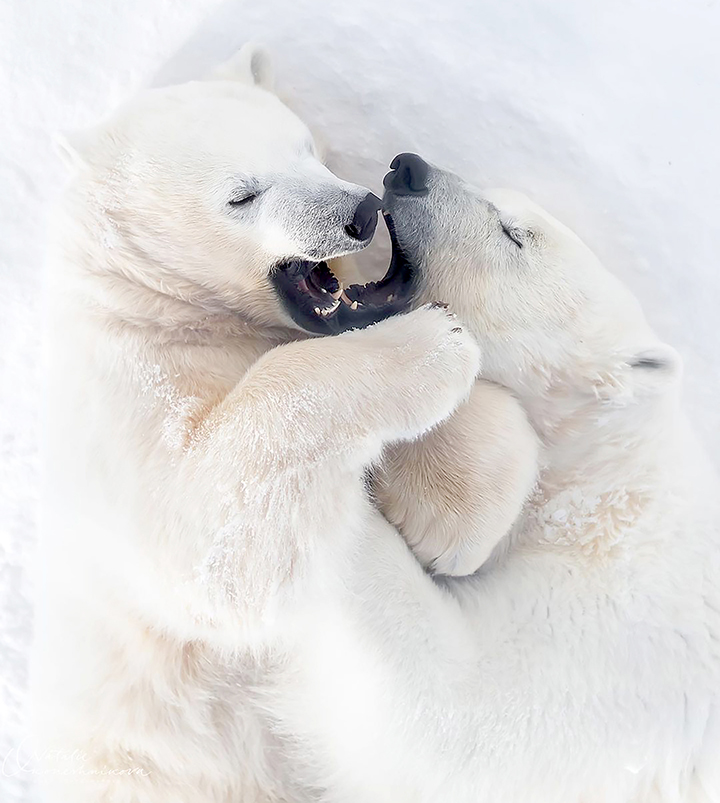 What's so funny on 1 April? Rescued polar bear seen 'laughing' with her cub in heartwarming pictures