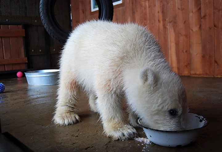 What's so funny on 1 April? Rescued polar bear seen 'laughing' with her cub in heartwarming pictures