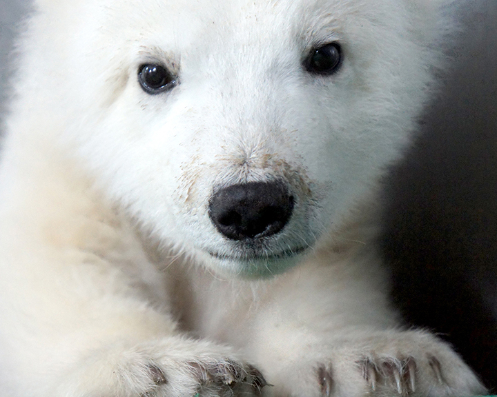 What's so funny on 1 April? Rescued polar bear seen 'laughing' with her cub in heartwarming pictures