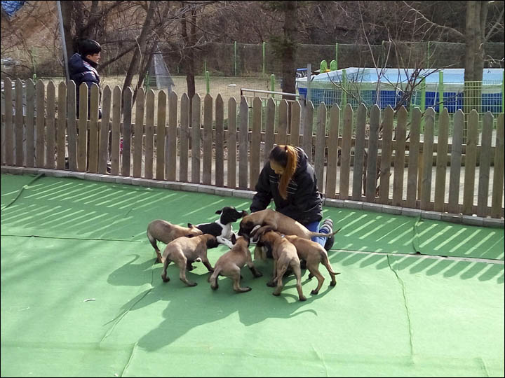Cloned dogs