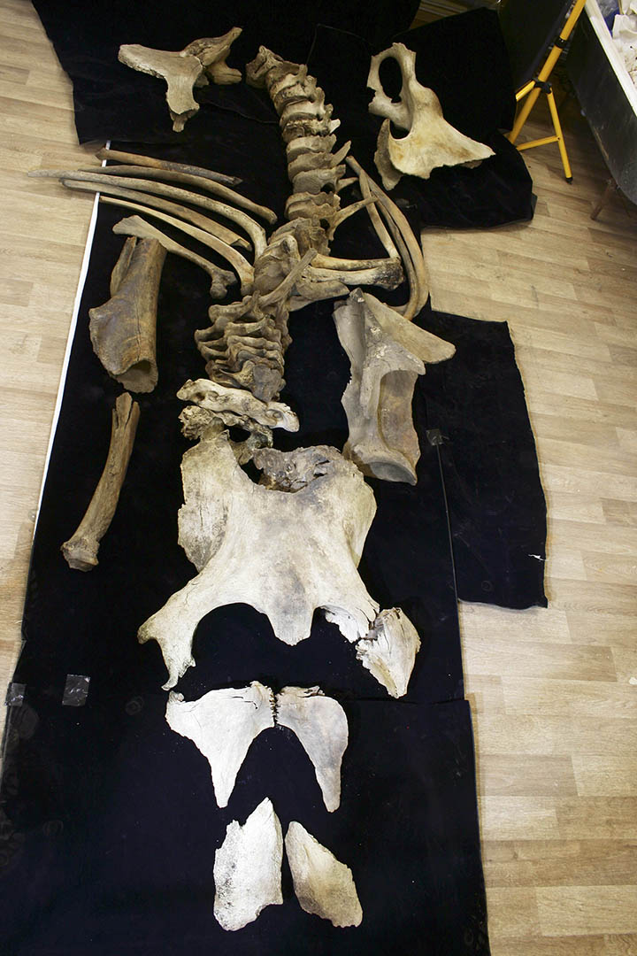 Arctic island mammoth shows strongest evidence yet of human slaughter and butchering