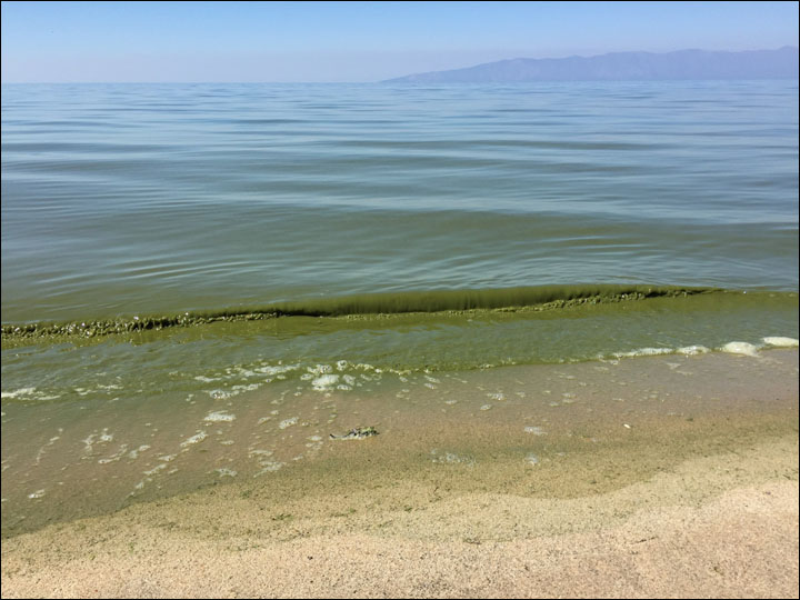 Concern over world's oldest and deepest lake as nasty odour and green algae discourages sunbathers in Buryatia.