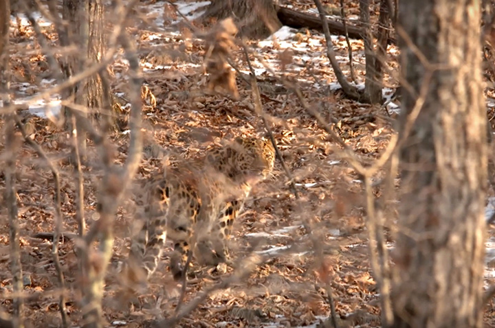 The world’s rarest big cat is filmed in stunning video in Far East of Russia