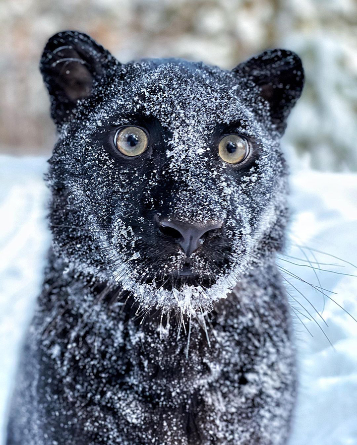 Stunning visuals of a black panther playing in the snowy woods of Siberia shared by owner