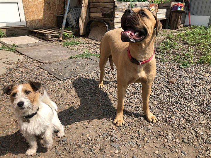 Maru at the Krasnoyarsk dog shelter